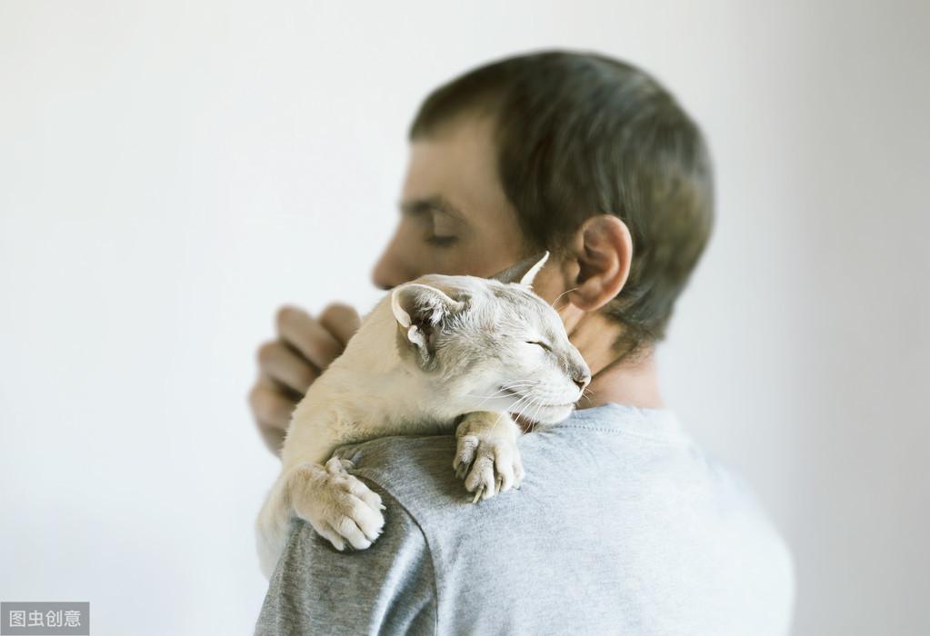 猫咪健康危机，咳嗽与食欲不振的原因、应对及照顾指南