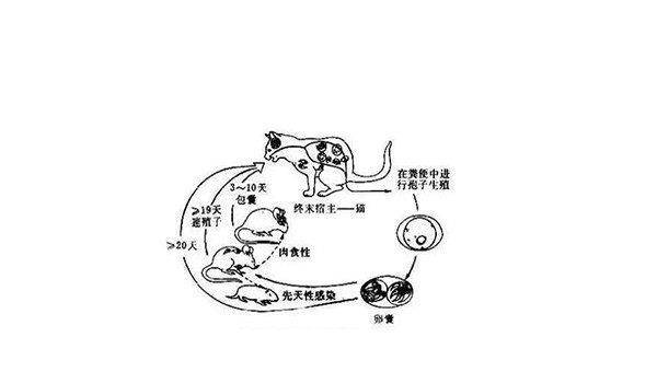 狗狗会传播弓形虫吗？探究狗狗与弓形虫的关联